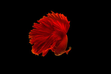 Wall Mural - The moving moment colorful Betta fish, Siamese fighting fish in isolated on black background. 