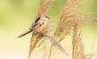 Panurus biarmicus, Bearded Reedling, Bearded tit. In the early morning, a young bird sits on a reed stalk near the river