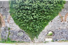 Old Stone Wall Covered With Ivy With Small Circle Window