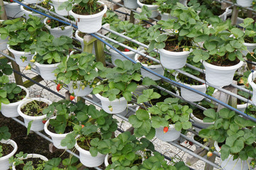 Wall Mural - Strawberry plant in the strawberry farm. Planted uses a multi-storey shelf to save space. Watered by using drops of water from the small polyvinyl pipes. 