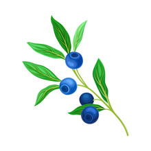 Blueberry Branch With Blue Berries And Green Fibrous Leaves Vector Illustration