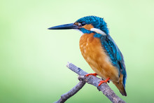 Image Of Common Kingfisher (Alcedo Atthis) Perched On A Branch On Nature Background. Bird. Animals.