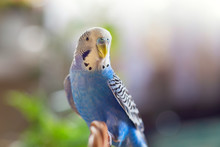 A Beautiful Wavy Parrot Of Blue Color Sits Without A Cage. Tropical Birds At Home