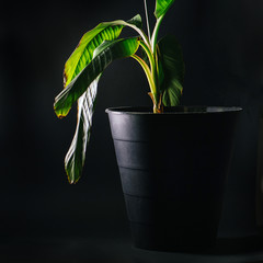 Weak and damaged potted plant over black backgoround.