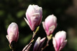 flowering pink magnolia tree