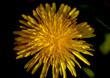 blooming yellow dandelion on the black background