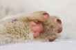 Dirty pink paw pads of a sleeping white cat