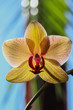 Yellow flower of an orchid on the blue green background of the window and palm leaf