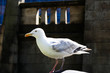 Sitting seagull on the background of a historic brick wall in the park n Liverpool England