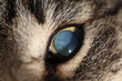 Blind tabby cat's eye