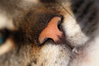 Pink tabby cat nose closeup