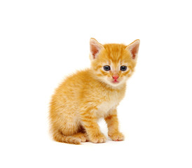 Wall Mural - Red kitten isolated on a white