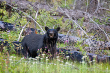 American Black Bear In Jasper National Park, Alberta, Rocky Mountains, Canada