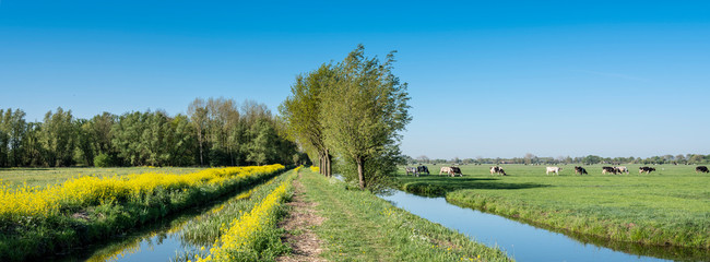 yellow rapeseed flowers under tree and cows in green spring meadow in the centre of the netherlands near Leerdam