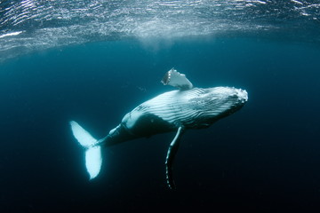  Humpback Whale in Tonga Pacific Ocean Polynesia