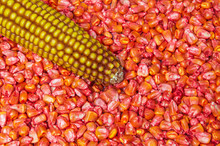 A Red Corn Seeds Processed For Planting And Fetus For Example