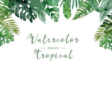 Hand Drawn Watercolor Tropical Banner With Jungle Leaves. Exotic Leaves Illustrations Horizontal Frame, Jungle Tree, Brazil Trendy. Perfect For Design.