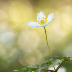 Wall Mural - Amazing, soft and soothing spring flower, fragile white blossom on light background. Very fresh and gorgeous. Beautiful wildlife flower, detailed macro, close-up photograph. True symbol of spring.