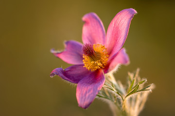 Wall Mural - Macro, close-up photograph of beautiful violet pasque flower on light brown background. Amazing and fragile plant, true symbol of spring. In beautiful light from setting sun.