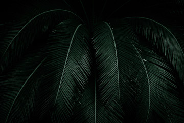  Palm leaves on dark background in the jungle. Dense dark green leaves in the garden at night. Nature abstract background. Tropical forest. Exotic plant. Beautiful dark green leaf texture.
