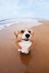 Wall Mural - Cute corgi dog in the sandy beach during daytime