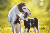 Beautiful piebald pony foal with mareoin green pasture