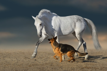 Wall Mural - beautiful white horse with long mane run and play with dog in desert dust