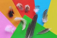 Bird Feathers On Colorful Background