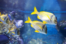 Tropical Fish In Aquarium