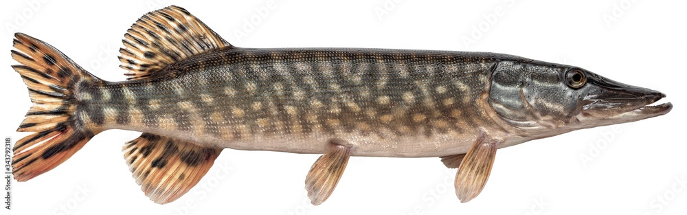 Freshwater fish isolated on white background closeup. The northern pike, also known as simply pike or  luce, or jackfish  is a  fish in the family Esocidae, type species: Esox lucius - obrazy, fototapety, plakaty 