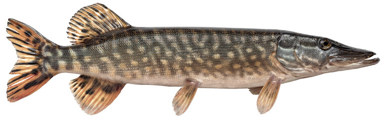 freshwater fish isolated on white background closeup. the northern pike, also known as simply pike o