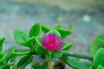 flower, pink, nature, plant, green, flowers, garden, flora, beauty, bloom, summer, spring, purple, blossom, leaf, red, macro, clover, floral, petal, beautiful, leaves, grass, blooming, rose