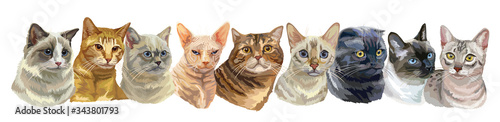 Fotografía Vector illustration with cats standing in a row