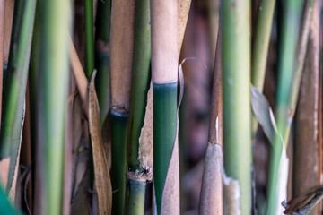 close up of bamboo