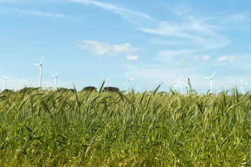 Ears of wheat in the field in front of the sky and wind turbines