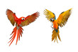 Colorful macaw parrots isolated on white, Scarlet macaw and Blue and gold macaw
