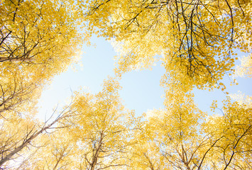 autumn trees in the park