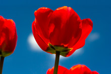 Red Tulips Are On A Background Blue Sky. Shallow Focus