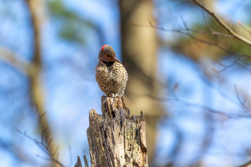 Canvas Print - Bird. The northern flicker in spring. Natural scene from state park of Wisconsin.