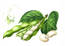 Open White Kidney Beans Pod With Leaves. Hand Drawn Watercolor Illustration Isolated On White Background