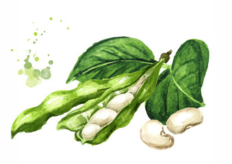 Open White kidney beans pod with leaves. Hand drawn watercolor illustration isolated on white background