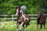 Fototapeta Konie - Pinto horse with long mane run gallop close up on spring chamomile meadow