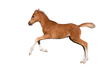 Wall Mural - red foal run gallop isolated on white background