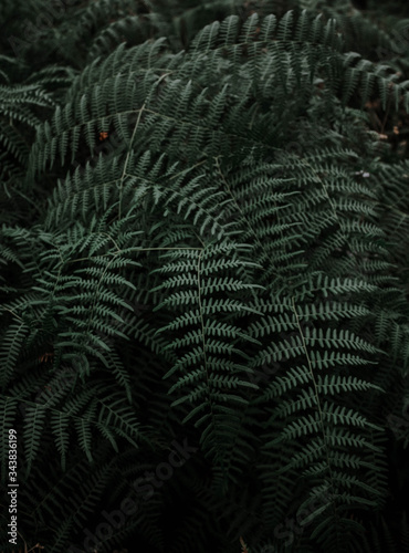 Fotografía Textura de helechos en mitad del bosque