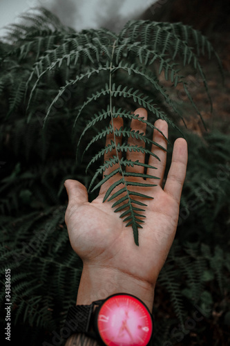 Fotomural Mano de un persona con un reloj en la muñeca sosteniendo una hoja de un helecho