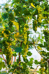 Wall Mural - White grapes