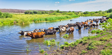 Cows Wade Cross The River