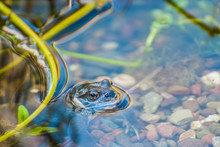 Beautiful Frog In Garden Pond In The Evening Sun. UK