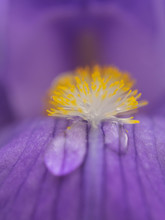 Stamens Of A Bearded Iris, Staubblätter Einer Schwertlilie