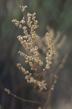 Fototapeta Lawenda - Macro herbarium Dried grass on a blurred background